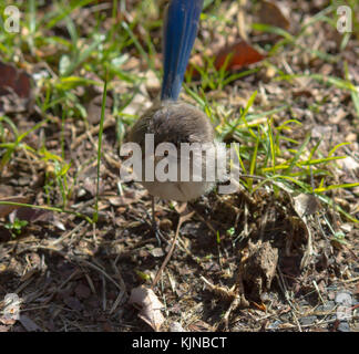 Weibliche herrliche Fairywren (Malurus splendens), herrliche Wren oder Blue Wren in Western Australien eine Säugetierart aus der Familie der Maluridae. Stockfoto