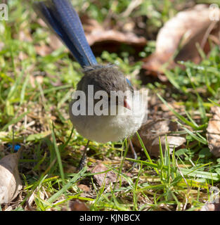 Weibliche herrliche Fairywren (Malurus splendens), herrliche Wren oder Blue Wren in Western Australien eine Säugetierart aus der Familie der Maluridae. Stockfoto