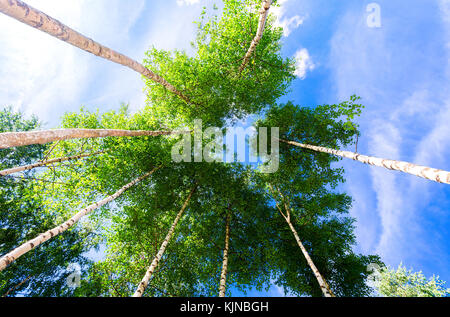 Kronen der hohen Birken im Wald vor blauem Himmel. Laubwald im Sommer Stockfoto