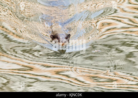 Glatte beschichtete Fischotter (Lutrogale perspicillata), Singapur Stockfoto