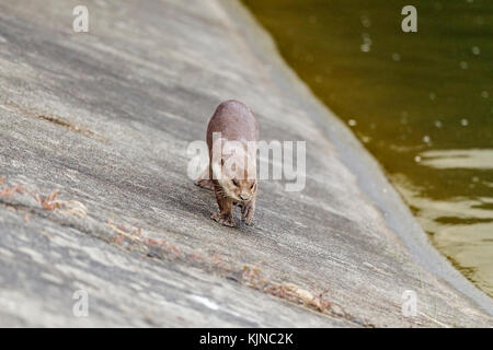 Glatte beschichtete Fischotter (lutrogale perspicillata) Stockfoto