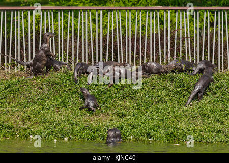 Glatte beschichtete Fischotter (lutrogale perspicillata) Stockfoto