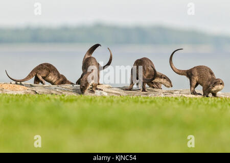 Glatte beschichtete Fischotter (lutrogale perspicillata) Stockfoto