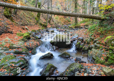 Gefallenen Tanne über milchig Strom von Mountain Creek mit nassen, rutschigen Felsen mit Moos bewachsen im Herbst Stockfoto