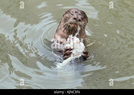 Glatte beschichtete Fischotter (Lutrogale perspicillata), Singapur Stockfoto