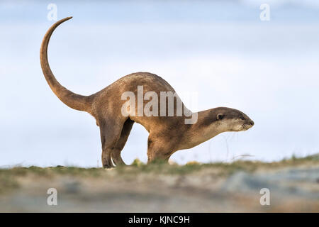 Glatte beschichtete Fischotter (Lutrogale perspicillata), Singapur Stockfoto