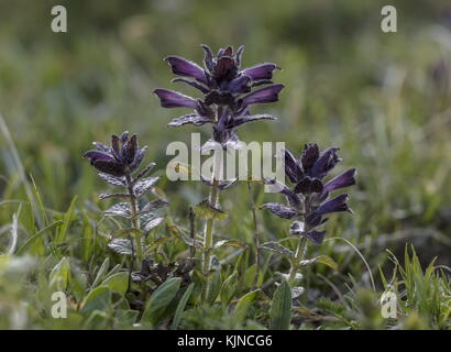 Alpine Bartsia, Bartsia alpina, in Blüte auf feuchten Almwiesen. Stockfoto