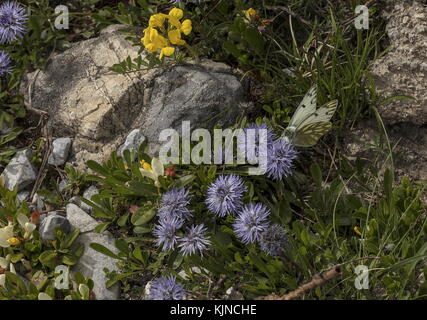 Peak White, Pontia Callidice, Nektaring auf mattierten Globularia, Globularia cordifolia, Schweizer Alpen. Stockfoto