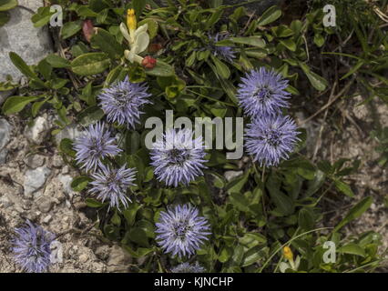 Verfilzte Globularia, Globularia cordifolia in Blüte auf Kalkstein in den Schweizer Alpen. Stockfoto