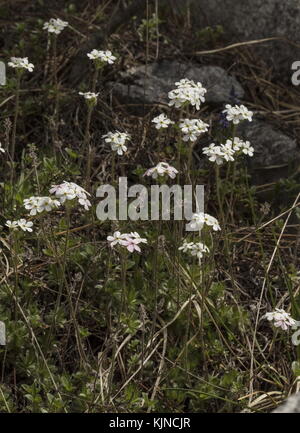 Ciliate Rock - Jasmin, androsace chamaejasme, in der Blume auf Kalkstein in den Schweizer Alpen. Stockfoto