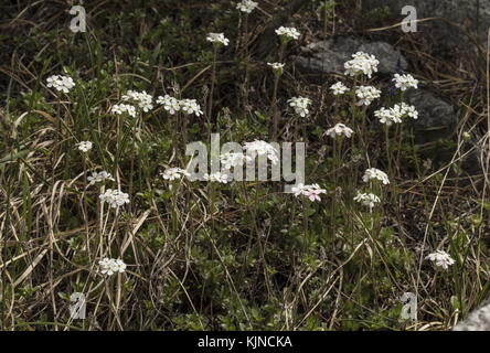 Ciliate Rock - Jasmin, androsace chamaejasme, in der Blume auf Kalkstein in den Schweizer Alpen. Stockfoto