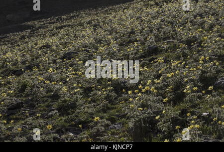 Hügel bedeckt mit gelben Alpenpasteln, Pulsatilla alpina ssp apiifolia, in den Schweizer Alpen blühend. Stockfoto