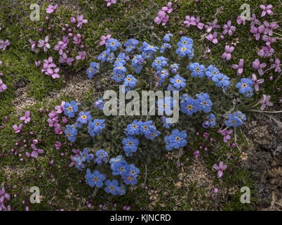 König der Alpen, Eritrichium nanum, mit Moss Campion in der Blüte in den Schweizer Alpen. Stockfoto