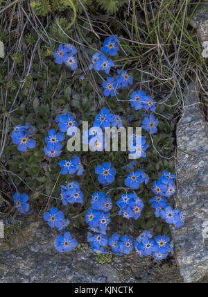 König der Alpen, Eritrichium nanum, in der Blüte in den Schweizer Alpen. Stockfoto