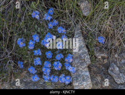 König der Alpen, Eritrichium nanum, in der Blüte in den Schweizer Alpen. Stockfoto