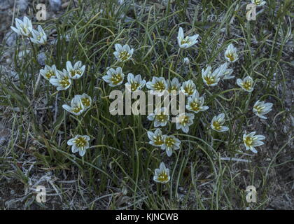 Snowdon-Lilie, Gagea serotina, blühend in den hohen Schweizer Alpen. Stockfoto