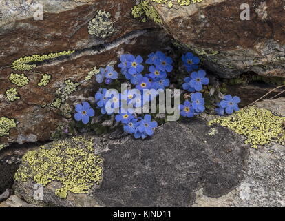 König der Alpen, Eritrichium nanum, auf flechtenbedeckten Felsen in Blüte in der Höhe der Schweizer Alpen. Stockfoto