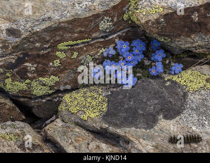 König der Alpen, Eritrichium nanum, in der Blüte in den Schweizer Alpen. Stockfoto
