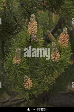 Bergkiefer, Pinus mugo, mit männlichen Blüten und weiblichen Kegeln, Schweizer Alpen. Stockfoto