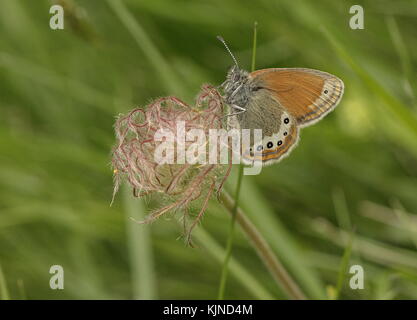 Alpenheide, Coenonympha gardetta, besiedelt auf dem Avenblumenkopf, Schweizer Alpen. Stockfoto