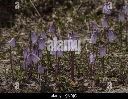 Zwergschneebellchen, Soldanella pusilla in Hülle und Fülle um Schneelagen in hohen Höhen, Schweizer Alpen. Stockfoto