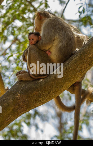 Mutter und Baby bonnet macaque Sitzen auf dem Baum Stockfoto