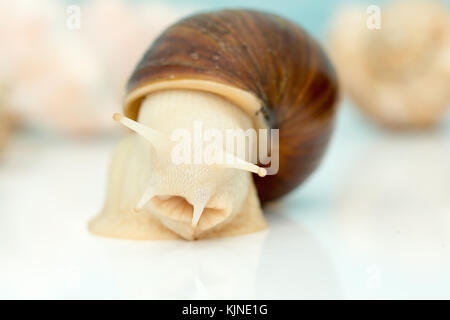 Achatschnecken achatina ist das größte Land Weichtiere auf der Erde Stockfoto