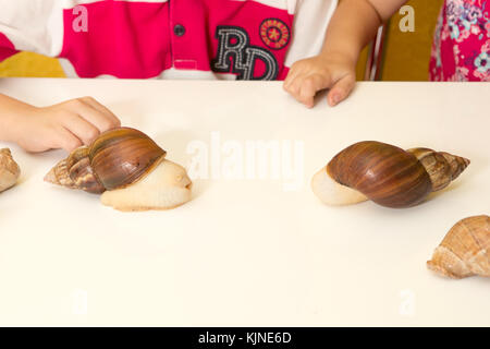 Achatina Afrikanische Schnecke in der Hand zu Hause, in der Nähe Stockfoto