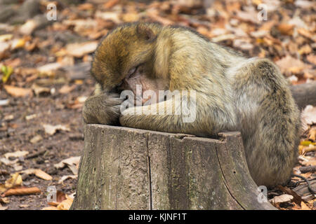 Nahaufnahme einer niedlichen Affen (barbary Ape, macaca sylvanus) Schlafen auf einem Baumstamm im Wald im Herbst. Stockfoto