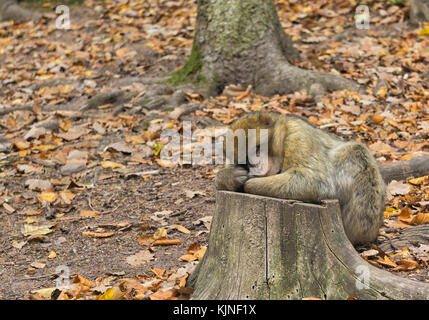 Einen niedlichen Affen (barbary Ape, macaca sylvanus) Schlafen auf einem Baumstamm im Wald im Herbst. Stockfoto