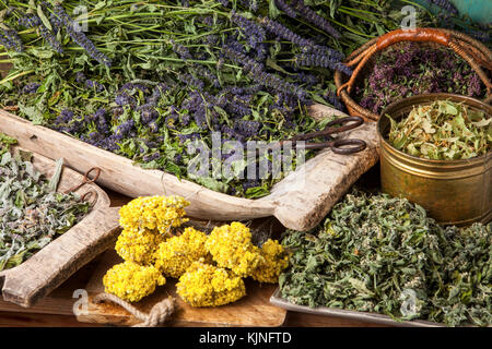 Verschiedene getrocknete Heilkräuter: Minze, Tilia Blumen, Anis Ysop, helichrysum arenarium. Stockfoto