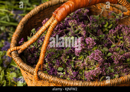 Geerntet Origanum vulgare Blumen. Bereits getrocknet Tee zu machen. Stockfoto