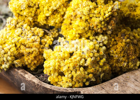 Helichrysum arenarium (Zwerg Everlast oder immortelle) Blumen Stockfoto