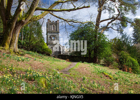 Narzissen in der Dora Feld Rydal Cumbria Lake District National Park Stockfoto