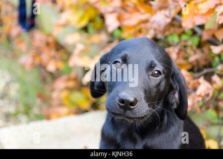 10 Wochen alter schwarzer Labrador Welpe Stockfoto