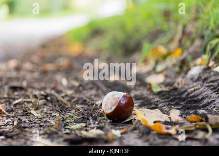 Eine Nahaufnahme eines conker liegen auf der Straße Stockfoto