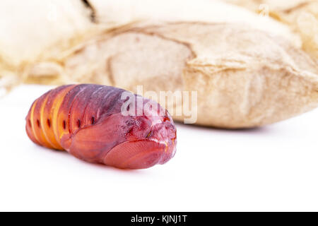 Der riese Atlas moth geschlossen (attacus Atlas) chrysalis oder Puppe auf weißem Hintergrund Stockfoto