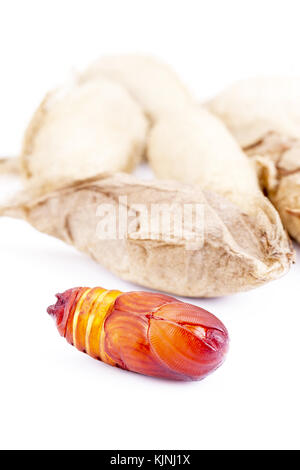 Der riese Atlas moth geschlossen (attacus Atlas) chrysalis oder Puppe auf weißem Hintergrund Stockfoto