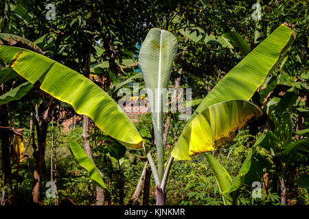 Bananenplantage in Uganda - die Perle Afrikas. Diese Plantagen sind in den umliegenden Dörfern um Mbale in der Nähe Mount Elgon Stockfoto