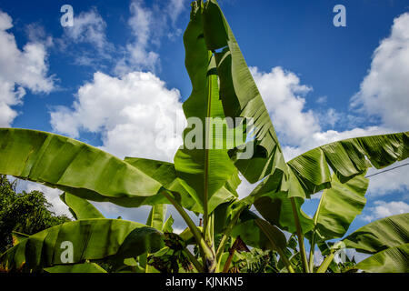 Bananenplantage in Uganda - die Perle Afrikas. Diese Plantagen sind in den umliegenden Dörfern um Mbale in der Nähe Mount Elgon Stockfoto