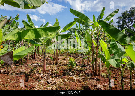 Bananenplantage in Uganda - die Perle Afrikas. Diese Plantagen sind in den umliegenden Dörfern um Mbale in der Nähe Mount Elgon Stockfoto