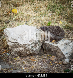 Igel in einem Stadtpark. Quadratischen Format. Stockfoto