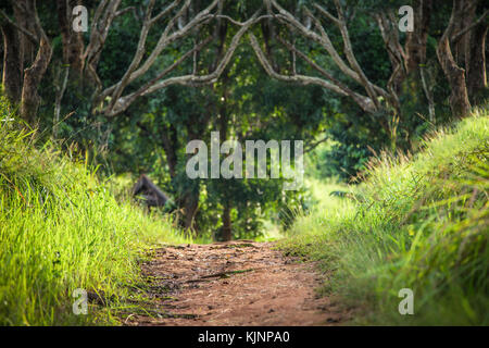 Steigung auf Gehweg in tropischen Wald von grünen Bäumen und Gras berühren strahlenden Sonnenlicht umgeben. Stockfoto