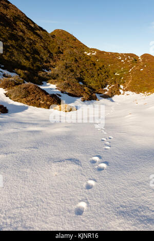 Tierische Spuren im Schnee Stockfoto