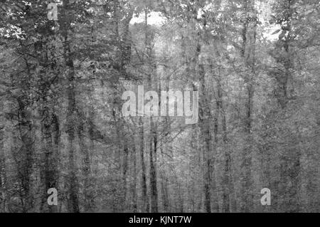 Blätter verschiedener Pflanzen ragen in der reinen Natur während der Sommersaison aus Stockfoto