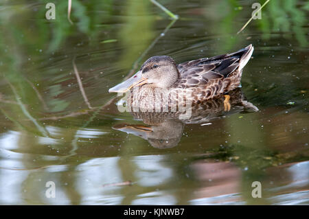 Eine Ente (shoveler Anas dypeata) legen am Rande eines Teiches Stockfoto