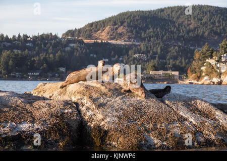 Eine Gruppe von Seehunden Sonnenbad auf einem Felsen in der Nähe von Horseshoe Bay in West Vancouver, British Columbia, Kanada. Stockfoto