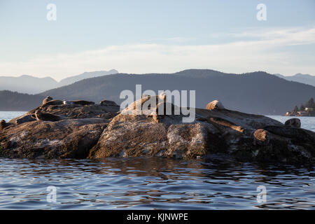 Eine Gruppe von Seehunden Sonnenbad auf einem Felsen in der Nähe von Horseshoe Bay in West Vancouver, British Columbia, Kanada. Stockfoto