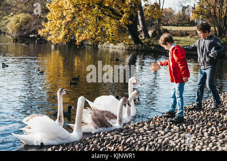 Zwei jungen Schwäne und Enten füttern in einem Park. Im Vereinigten Königreich eine Straftat vorsätzlich verletzen, oder nehmen Sie einen Schwan zu töten. Stockfoto