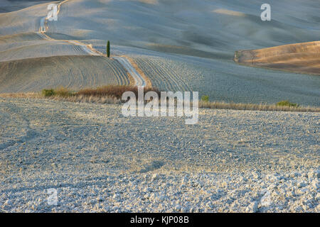 Weiße Straße in der Nähe von San Quirico d'Orcia, Val d'Orcia, Toskana, Italien Stockfoto